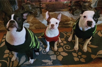 Three small dogs wear holiday sweaters.
